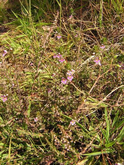 Euphrasia micrantha, photographed by aroche