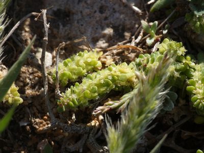 Valantia muralis, photographed by Yves Bas