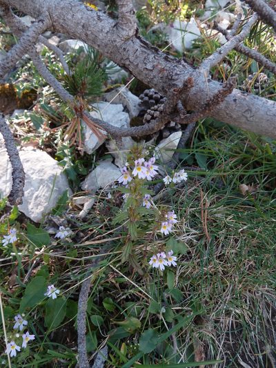 Euphrasia salisburgensis, photographed by aroche