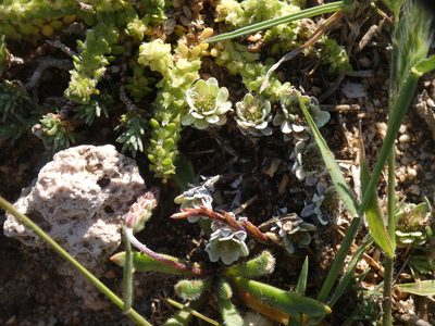Filago pygmaea, photographed by Yves Bas