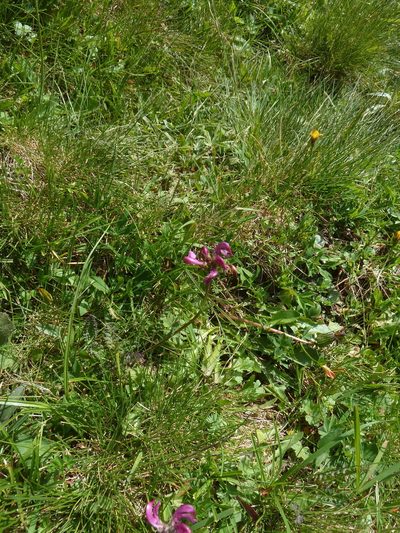 Pedicularis pyrenaica, photographed by aroche