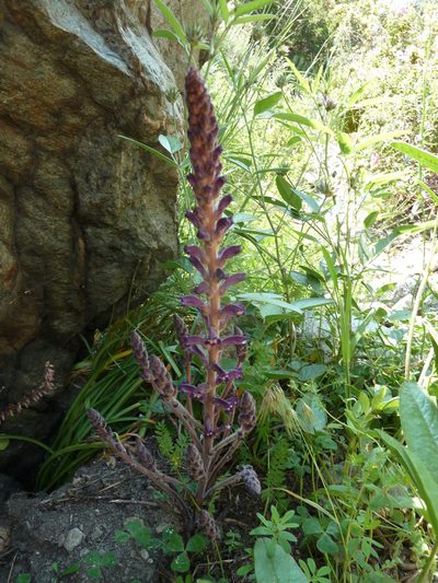 Orobanche lavandulacea, photographed by aroche