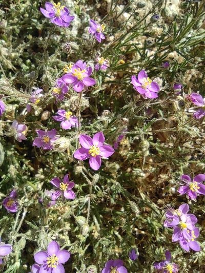 Spergularia purpurea, photographed by Daniel Heras González