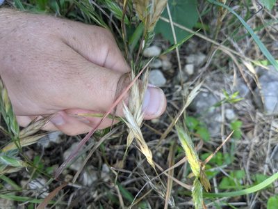 Bromus lanceolatus, photographed by Cleveland Powell