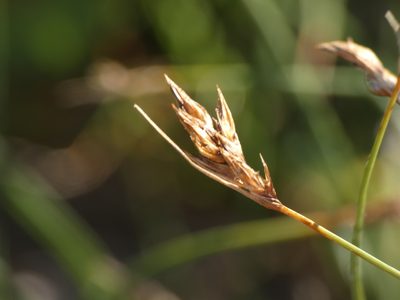 Carex divisa, photographed by Yves Bas