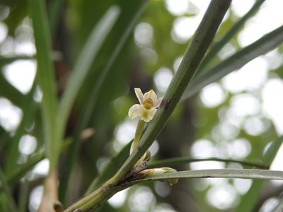 Scaphyglottis fasciculata, photographed by Victor De la Cruz