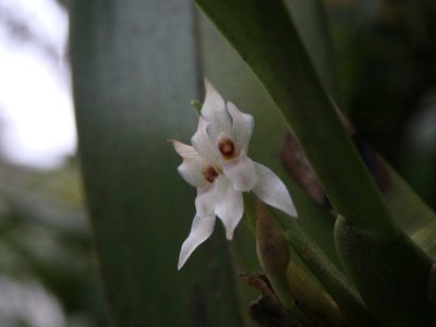 Maxillaria densa, photographed by Victor De la Cruz