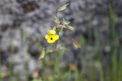 Erythranthe laciniata, photographed by Arvel Hernandez