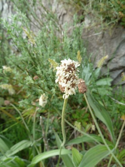 Plantago malato-belizii, photographed by aroche