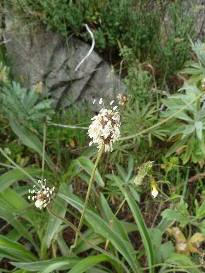 Plantago malato-belizii, photographed by aroche