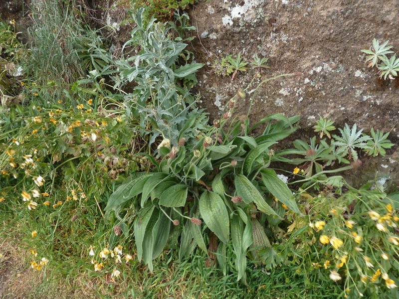 Plantago malato-belizii, photographed by aroche