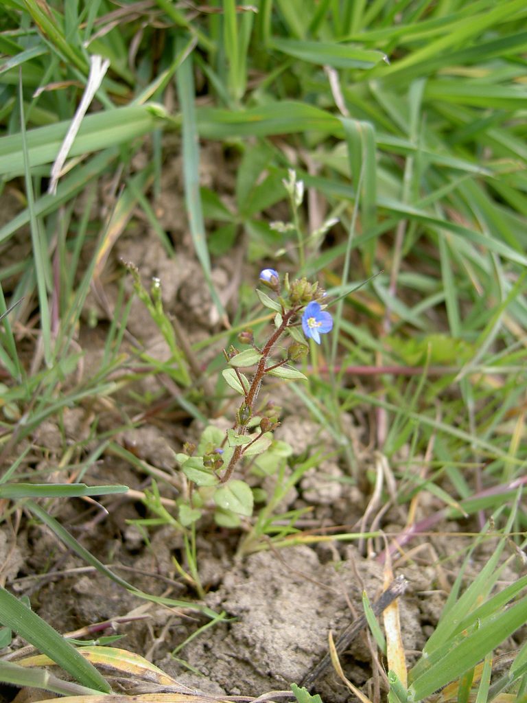 Veronica acinifolia, photographed by aroche