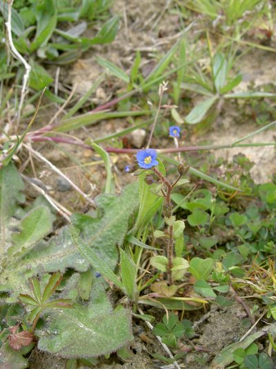 Veronica acinifolia, photographed by aroche