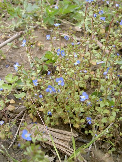 Veronica acinifolia, photographed by aroche