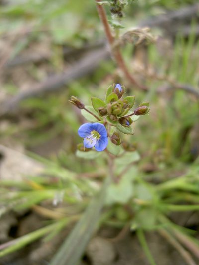 Veronica acinifolia, photographed by aroche