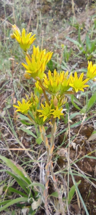 Petrosedum amplexicaule, photographed by Santiago Martín-Bravo