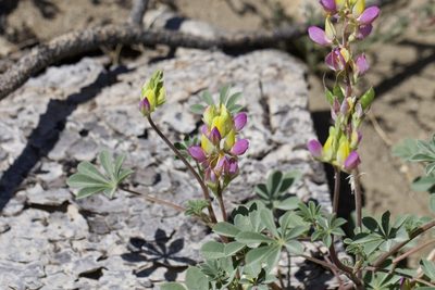 Lupinus stiversii, photographed by Arvel Hernandez