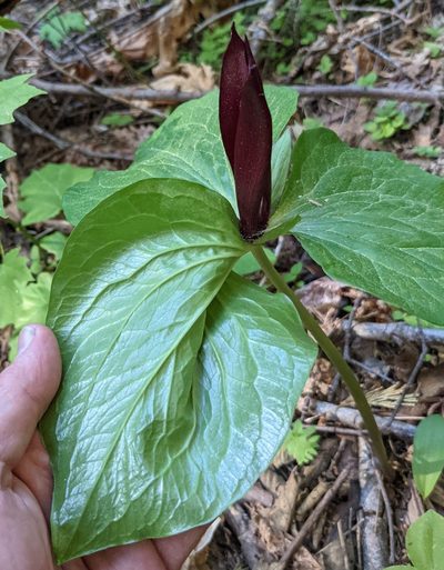 Trillium angustipetalum, photographed by Justin