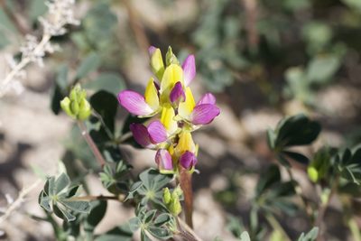 Lupinus stiversii, photographed by Arvel Hernandez