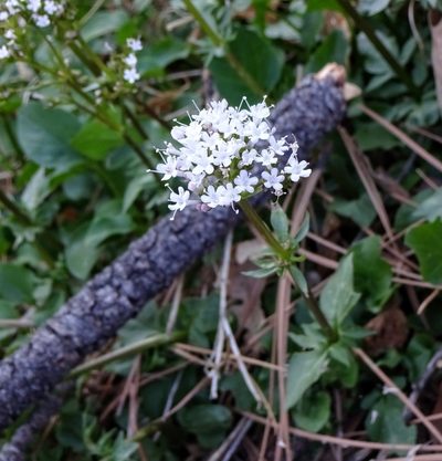 Valeriana acutiloba, photographed by Andrew Tree