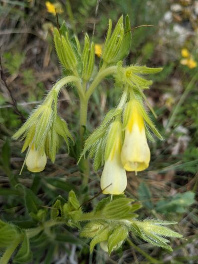 Onosma fastigiata, photographed by Denis Bastianelli