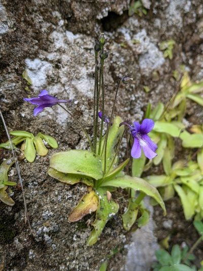 Pinguicula caussensis, photographed by Denis Bastianelli
