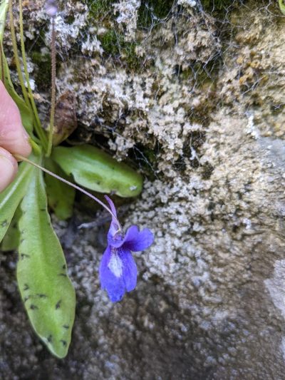 Pinguicula caussensis, photographed by Denis Bastianelli