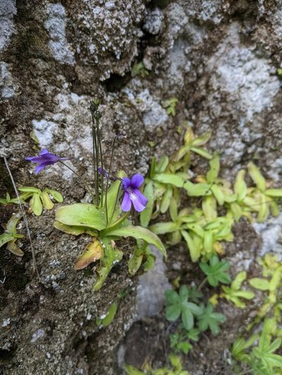 Pinguicula caussensis, photographed by Denis Bastianelli