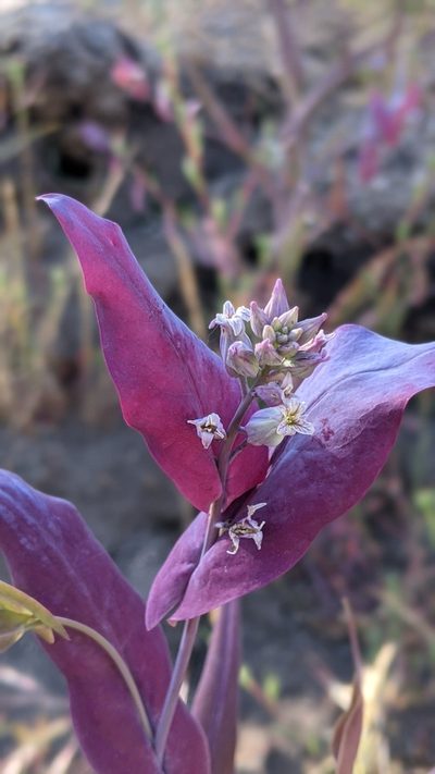 Streptanthus farnsworthianus, photographed by My-Lan Le