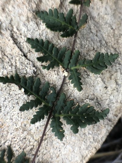 Notholaena lemmonii, photographed by Enrique Martínez Núñez
