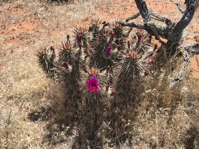 Echinocereus relictus, photographed by Stephanie Taylor