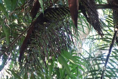 Acrocomia aculeata, photographed by Yolanda M. Leon