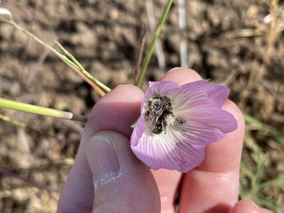 Sidalcea diploscypha, photographed by Dee Shea Himes