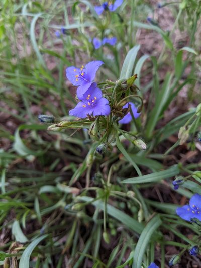 Tradescantia pedicellata, photographed by Alison Northup