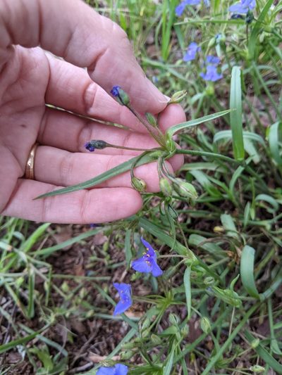 Tradescantia pedicellata, photographed by Alison Northup