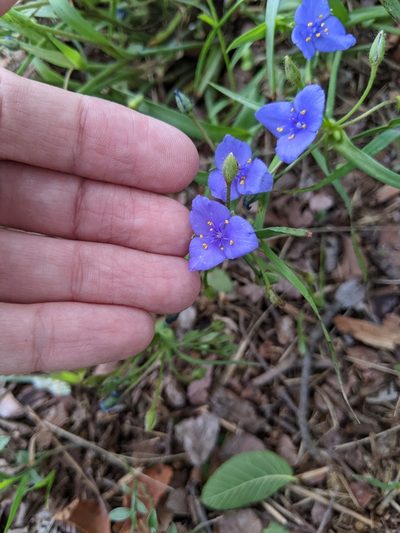 Tradescantia pedicellata, photographed by Alison Northup