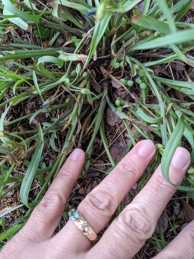 Tradescantia pedicellata, photographed by Alison Northup