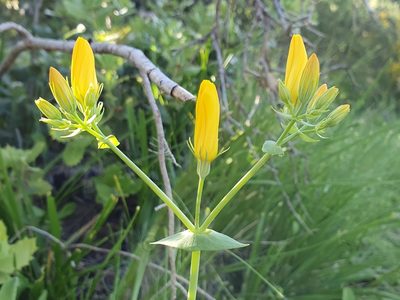 Blackstonia grandiflora, photographed by Mehdi Chetibi