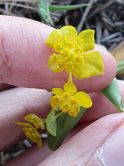 Bupleurum subovatum, photographed by Mehdi Chetibi