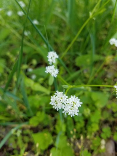 Valeriana umbilicata, photographed by Bob Schwartz