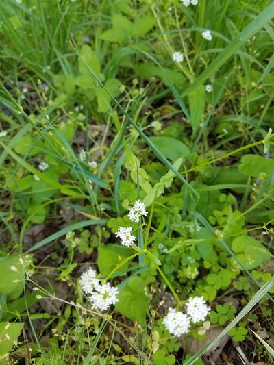 Valeriana umbilicata, photographed by Bob Schwartz