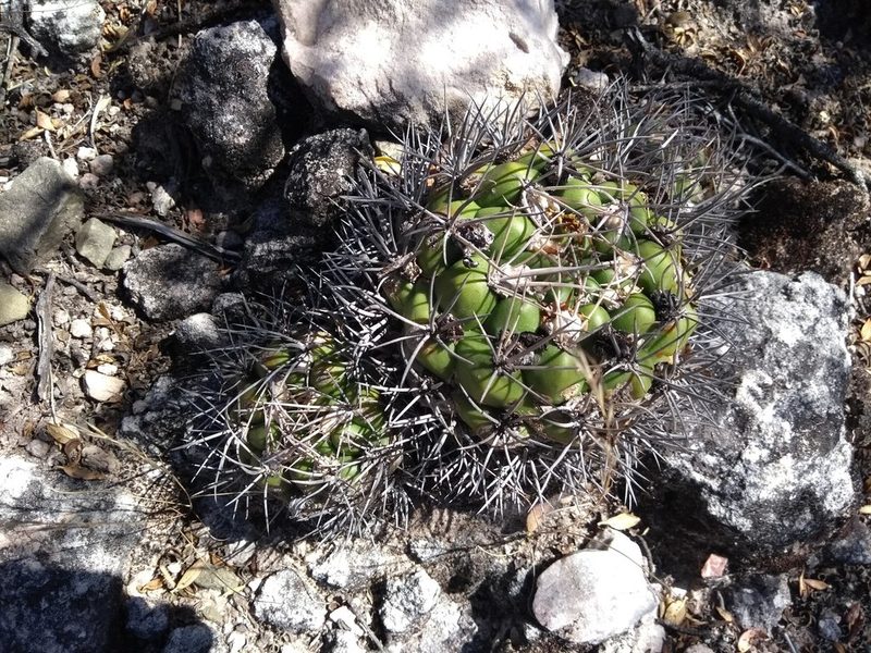 Weingartia neocumingii, photographed by Naturalist Tours