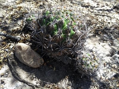 Weingartia neocumingii, photographed by Naturalist Tours