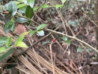Ilex pubescens, photographed by Yj