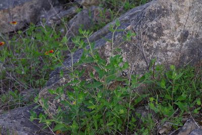 Mentzelia oligosperma, photographed by Michelle W. （鍾偉瑋）