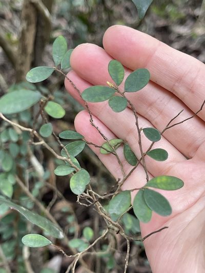 Phyllanthus cochinchinensis, photographed by Yj