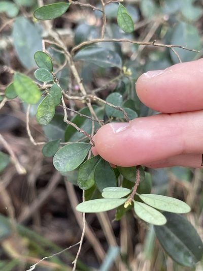 Phyllanthus cochinchinensis, photographed by Yj