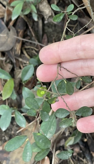 Phyllanthus cochinchinensis, photographed by Yj