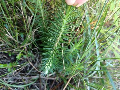 Melichrus adpressus, photographed by ainsley_isme