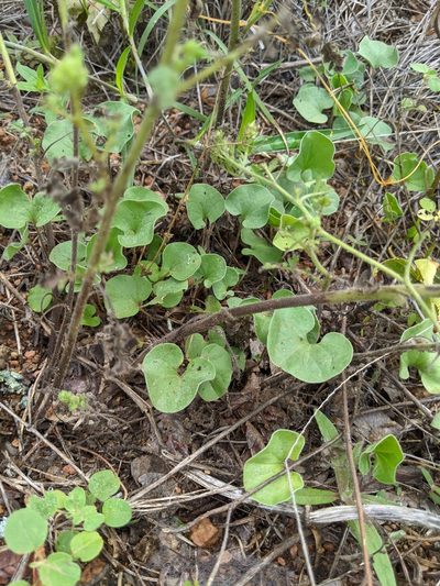 Dichondra recurvata, photographed by Alison Northup